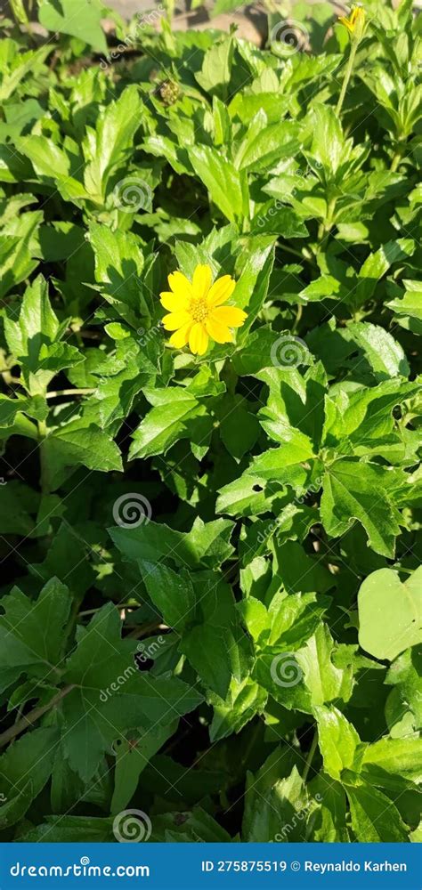 The Beauty Of Yellow Flowers In The Middle Of The Beauty Of Summer