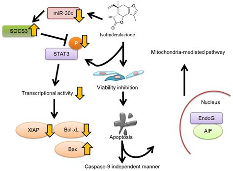 Isolinderalactone Enhances The Inhibition Of Socs On Stat Activity By