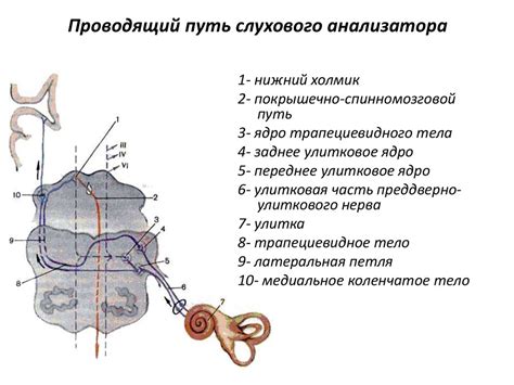 Сенсорные системы человека - презентация онлайн