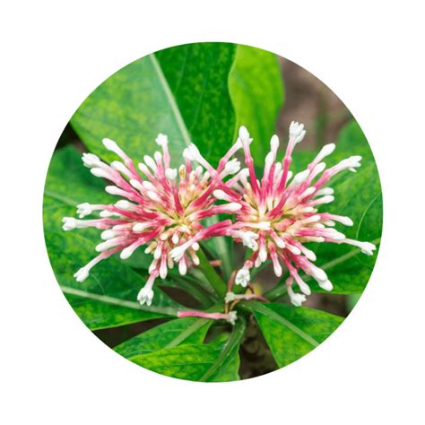 rauwolfia application effect zimply natural