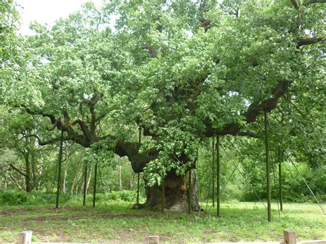 Major Oak, Sherwood Forest, Nottinghamshire, UK