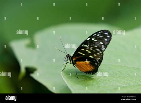 Butterfly Proboscis