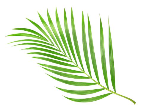 Tropical Nature Green Palm Leaf Isolated On Transparent Pattern