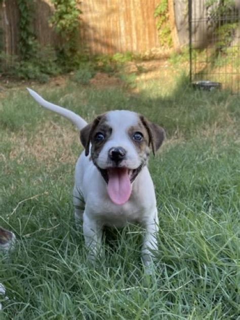 Friday Dfw Beagle Buddies