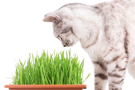 Como plantar milho de pipoca para gatos Faça isso e deixe seu pet