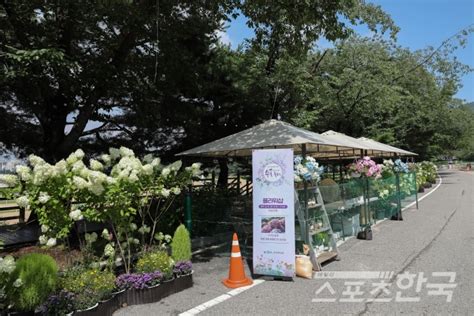 포토뉴스 과천 렛츠런파크 여름 수국축제