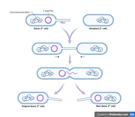 Bacterial Recombination Gene Transfer Types Detection Sciencevivid