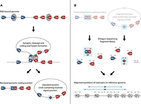 Schematic Representation Of Rag Mediated V D J Recombination Showing