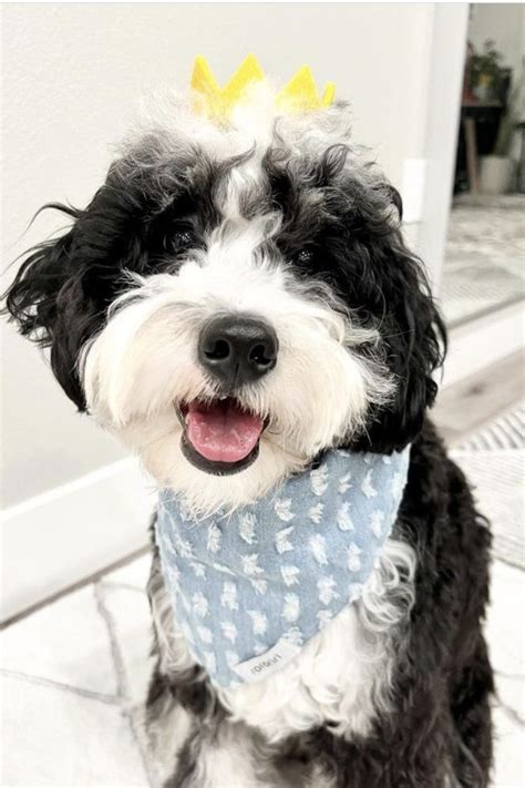 Mini Bernedoodle Full Grown Adult Size And Age Fully Grown