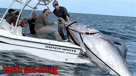 The Most Satisfying Bluefin Tuna Fishing Skills Amazing Catching Sea