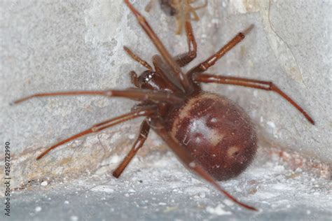 Picture Of A Closeup Macro Of A False Widow Steatoda Grossa Taken In