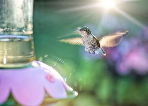 1,000+ Free Colibri & Hummingbird Images - Pixabay