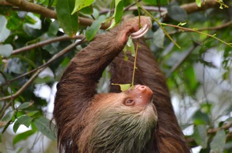 Tortuguero National Park Walk | Guided Tour - Tortuguero | Project ...