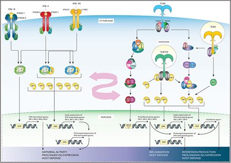 Frontiers Direct Inhibition Of Irf Dependent Transcriptional