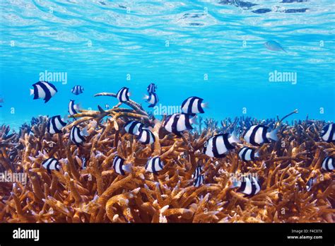 Coral reef at Maldives Stock Photo - Alamy