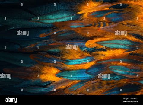 Bird Wing Texture Hi Res Stock Photography And Images Alamy