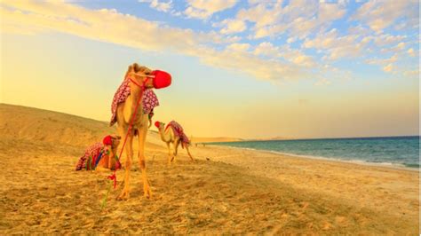 Desert Safari in Qatar - Discover the Golden Sand Dunes