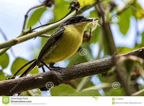 Passarinho Amarelo E Preto Pequeno Um Pequeno P Ssaro Coereba Flaveola