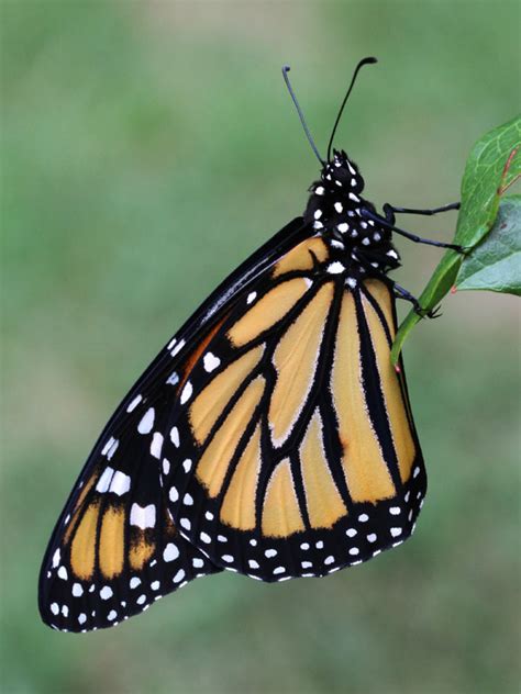 insect migration naturally curious  mary holland