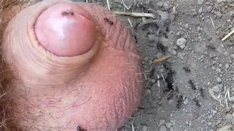 Ant Bites Peehole Torture 1