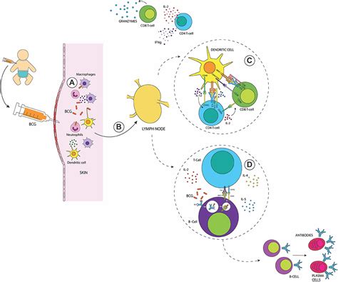 Frontiers Bcg Induced Cross Protection And Development Of Trained