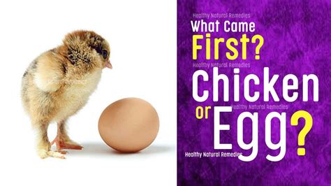 Which Came First Chicken Or Egg This Scientific Answer Will Shock