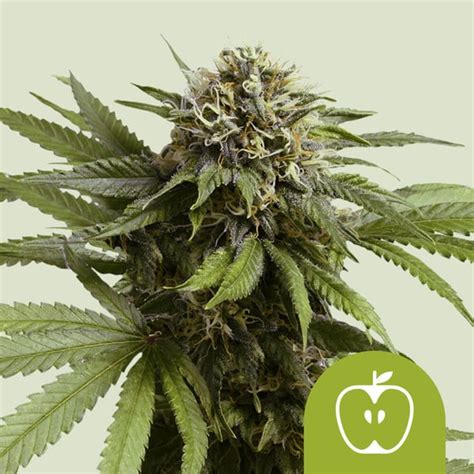 Bestel Apple Fritter Auto Wietzaadjes Royal Queen Seeds