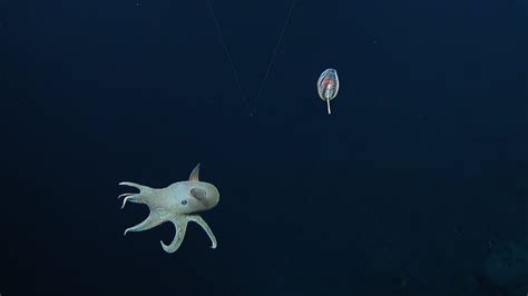 A Diversity Of Floating Friends Of The Deep Sea Nautilus Live Youtube