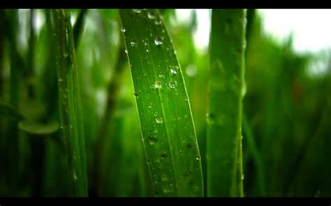 Wallpaper Sunlight Water Nature Green Dew Leaf Drop Lawn