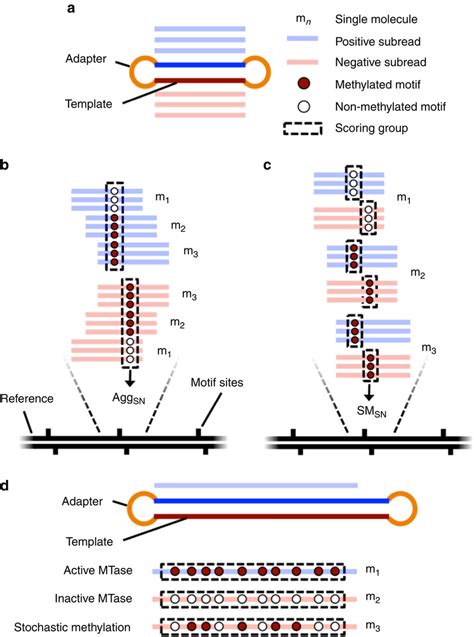 Smalr Methods For Methylation Detection In Smrt Reads Schematic