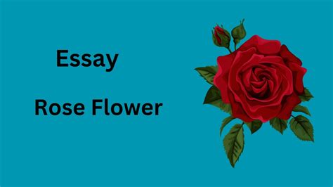 Essay On Rose My Favourite Flower Essay In English Essay On Rose In