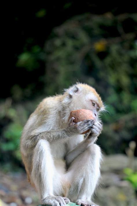 173 Monkey Eat Coconut Stock Photos Free And Royalty Free Stock Photos