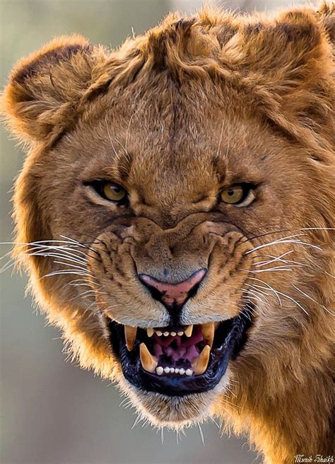 Angry Lion Animals Majestic Animals Animals Beautiful