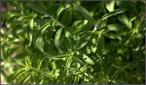 Stevia Todo Lo Que Necesitas Saber Sobre Este Endulzante Sustitutivo