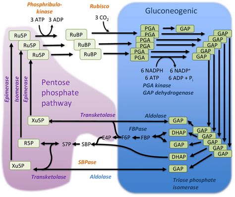 Calvinbenson Cycle Reactions Shown In Two Steps Conversion Of Pentose