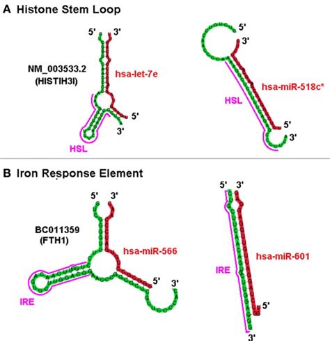 Positive And Negative Sxrna Interactions On The Hsl Or Ire Motif The