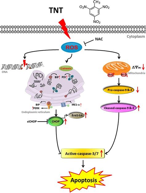 The Schematic Representation Of Proposed Mechanisms According To