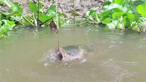 Most Unique Fish Trapping System In Beautiful Village River With Fish