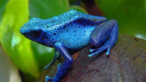 La Rana De Dardo De Veneno Azul O La Flecha De Veneno Azul Dendrobates