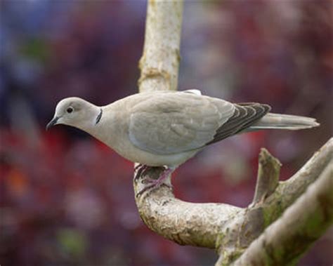 Collared Dove breeding