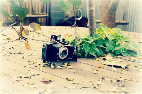 Fotos gratis mesa cámara flor antiguo verde lente color