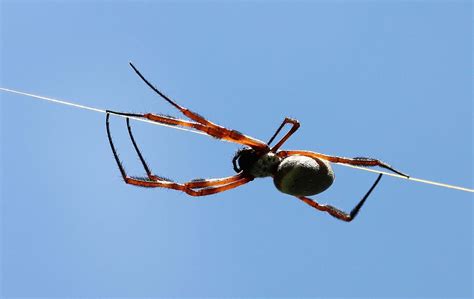 Golden Orb Web Spider Se Queensland Australia Flickr