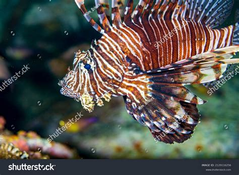 Pterois Genus Venomous Marine Fish Commonly Stock Photo 2129116256 ...