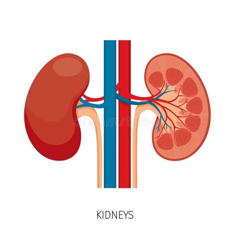 Diagrama De órganos Del Cuerpo Humano Ilustración del Vector