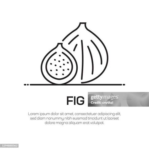 179 Fig Tree Vector High Res Illustrations Getty Images