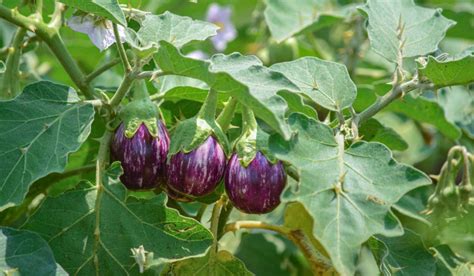 Brinjal Plant Facts Varieties Grow Tips Benefits And Care