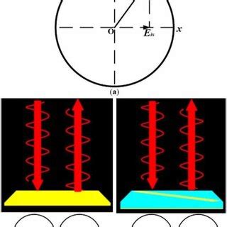 The Schematics Of Circular Polarization Decomposition And Reflection