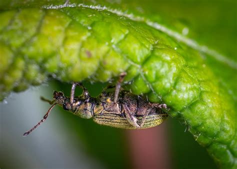 Macro Photography of Bee · Free Stock Photo