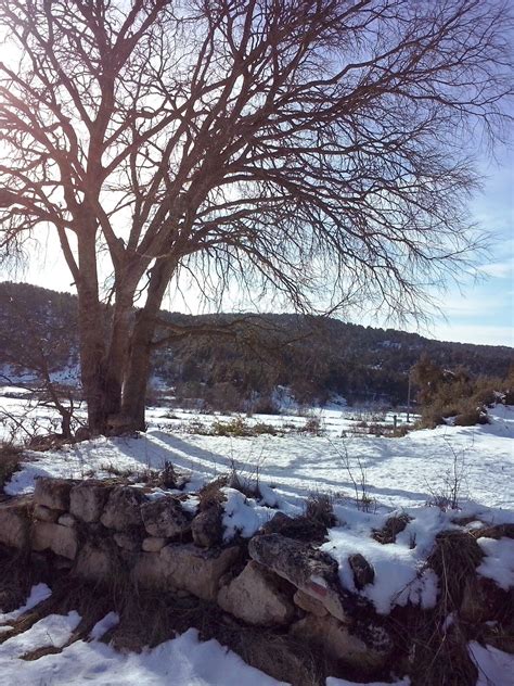 Fulleda Peti Qui Peti Continua Avui La Neu Pels Trossos I Boscos De