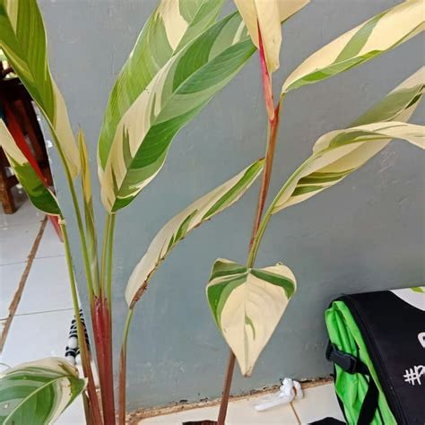 Jual Jual Tanaman Hias Heliconia Varigata Pisang Pisangan Varigata